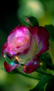 Https Encrypted Tbn0 Gstatic Com Images Q Tbn And9gcqdpwknxxaxetj0mo8javh4q7nraxovtjrmza Usqp Cau