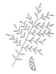 Introduced to the uk in 1748, it is a native of eastern and central usa where it can be found in floodplains and river valleys, but is also sometimes seen on rocky hillsides and limestone woods. Kentucky Coffeetree Colorado Master Gardener