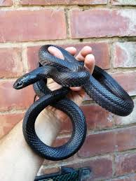 New and used items, cars, real estate, jobs, services for sale this nice clean men's brown snake skin like leather suit, coat size xl, pants size 38 with zipper and snap closure. Male Mexican Black Kingsnake Solihull West Midlands Pets4homes