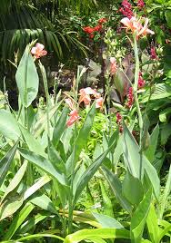 Image result for Cannaceae