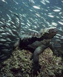 The Amazing Iguana Which Can Stay Underwater For Half An Hour To Feed From The Bottom Of The Ocean Marine Iguana Ocean Creatures Animals