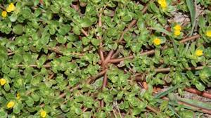 Purslane leaves or ghol, chival are weeds. Purslane Growing Using And Benefits Steemit