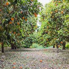 There are a few varieties to choose from, many that will remain hardy in usda zones 8 to 11. Cara Cara Orange Trees For Sale Fastgrowingtrees Com