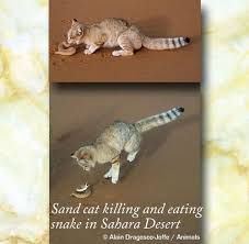 Animals can be put into groups based on the types of food they eat. Can Sand Cats Kill Snakes Poc