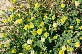 Image result for Trifolium campestre