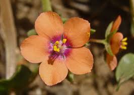 Image result for Lysimachia arvensis