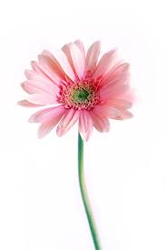 Gerbera Stock By Proseuche On Deviantart Gerbera Flowers Photography Flower Aesthetic
