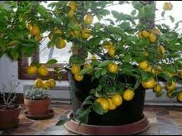 Limon yetiştirmek isteyenler için püf noktalarıyla çimlendirme ve saksıda bakımı dahil limon yetiştirme rehberi! 4 Adimda Evde Limon Agaci Nasil Yetistirilir Youtube Minyatur Bahceler Bitki Organik Bahcecilik Fikirleri