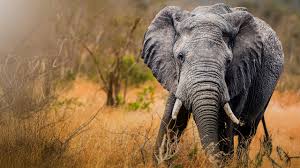 Erlebnis Erde: 100 Jahre Kruger Nationalpark mit Dirk Steffens - hier anschauen