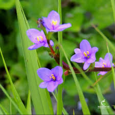 Image result for Aristea angolensis