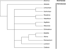 Image result for Wiesneria