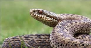 Ruya Tabirleri Ruya Tabirciniz