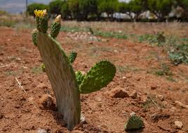 How to root the christmas cactus cutting in water. Prickly Pear How To Grow And Care For Opuntia Cactus Garden Design