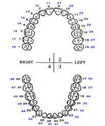 Jun 13, 2017 · chart 6: Tooth Numbering System Tooth Chart Dental Photos Dental