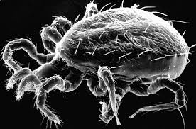 Image result for Calepitrimerus vitis