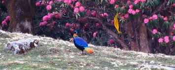 Chandrashila summit trek