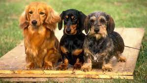 Miniature dachshunds usually live at least 12 to 14 years (and often longer). Dachshund Pros And Cons Breed Deets Ollie Blog