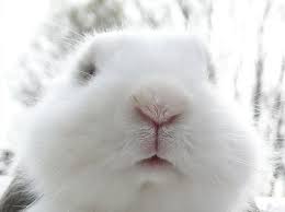 Bunnies Cute Animals Cute Baby Animals Animals