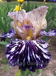 Product Details Iris Flowers Flower Seeds Flowers Perennials