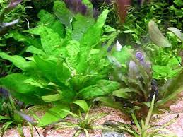 Image result for Hygrophila okavangensis