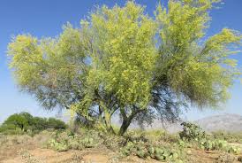 A natural desert garden is made up of small, native trees such as the willow and the blue palo verde. Desert Trees Arizona Desert Xeriscape