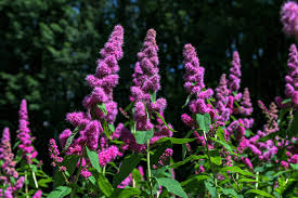 Image result for Spiraea douglasii