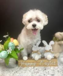 Happy Easter from our precious Wonka! Happy Easter ster Happy Easlor