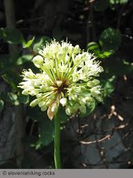 Image result for Alliaceae