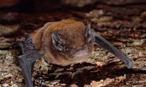 Mystacinobia zelandica (ga) especie d'insecto (an); Debs Martin Pelorus Sound Long Tailed Bat Project Rnz