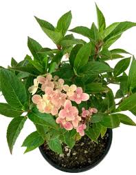 Image result for Gaertnera paniculata