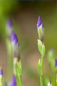 Purple Iris Buds Purple Iris Pansies Flowers Iris Garden