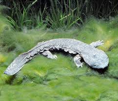 Image result for Dinebra caudata