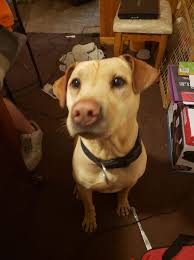 Lost dog Prince in Tecumseh area near Hill Top and Hwy 9