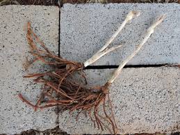 Image result for Stylochaeton