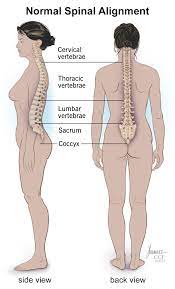 Neck vertebrae (7) (cervical vertebrae). Spine Structure Function Parts Segments Spine Problems Spine Health