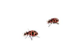 Are Black And Red Ladybugs Poisonous Q Why Do Ladybugs Have Spots Answer Scientists Believe That The Red And Black Coloring Warn Potential Predators To Stay Awa Live Ladybugs Animals Predator