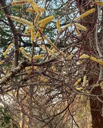 Image result for Philenoptera bussei