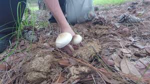 Florida Magic Mushroom Hunting 2017 Fattys Youtube
