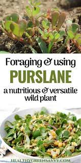 Cover the pan and cook until all liquid is absorbed, 20 minutes to an hour (brown rice will take longer and may require a little more liquid). Verdolagas Purslane Recipes From Around The World