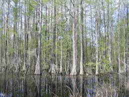 Cypress trees exist in an array of climates and extremes. Cypress An Overview Sciencedirect Topics