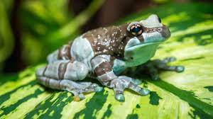 Amazon Milk Frog The Houston Zoo Pet Frogs Houston Zoo Pets