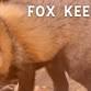Fox Keeper Talk event in Kingsport, TN