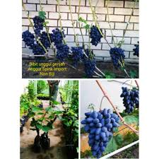 Maybe you would like to learn more about one of these? Anggur Impor Spink Bibit Tanaman Buah Unggul Genjah Cepat Berbuah Tanpa Biji Warna Ungu Hitam Shopee Indonesia