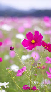 You can easily pick up your favorite one. Beautiful Flowers Htc One Wallpaper Beautiful Best Wallpaper For Phone 1080x1920 Download Hd Wallpaper Wallpapertip