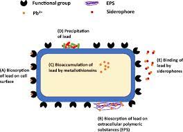 Lead Absorption Mechanisms In Bacteria A Biosorption Of Lead On Cell Download Scientific Diagram