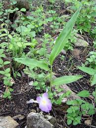 Image result for Siphonochilus kilimanensis