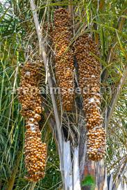 Image result for Raphia ruwenzorica