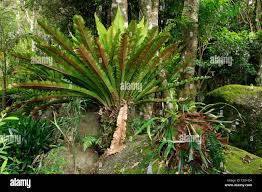 Image result for Asplenium linckii