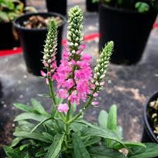 Pin On Sun Perennials
