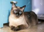 Siamese – Specialty Purebred Cat Rescue